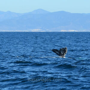 Tour al Avistamiento de Ballenas en Ensenada