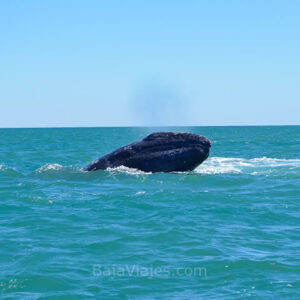 Avistamiento de Ballenas en la Península de Baja California.