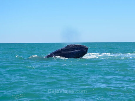Avistamiento de ballenas en la Península de Baja California
