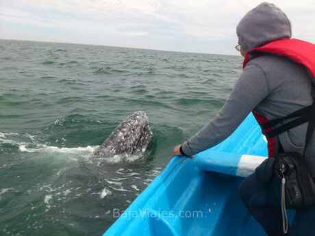 Experiencia de avistamiento de ballenas en Baja California Sur.