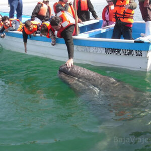 Paseo de Avistamiento de Ballenas en Guerrero Negro, Baja California Sur