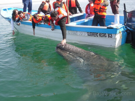 Paseo de Avistamiento de Ballenas en Guerrero Negro, Baja California Sur