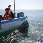 Las ballenas se acercan a las lanchas en los paseos de avistamiento de ballenas, en Guerrero Negro.