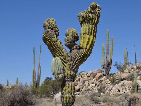 Cactaceas en el Valle de Los Cirios, muy cerca de Cataviña.