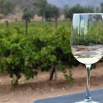 Antigua Ruta del Vino, degustación de vinos, tours a los viñedos.