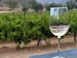 Antigua Ruta del Vino, degustación de vinos, tours a los viñedos.