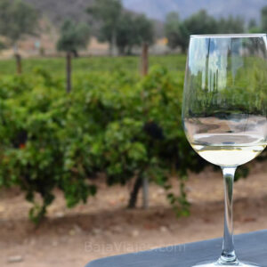 Antigua Ruta del Vino, degustación de vinos, tours a los viñedos.