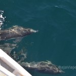 Avistamiento de Delfines en la Bahía de Ensenada
