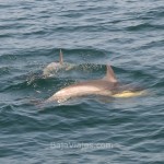 Avistamiento de Delfines en la Bahía de Ensenada