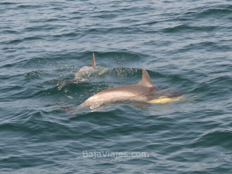 Avistamiento de Delfines en la Bahía de Ensenada