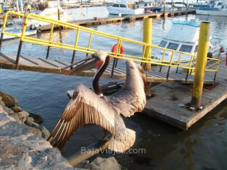 Pelícano en el Muelle de Pesca de Ensenada