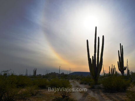 Cactus en Valle de Los Cirios, Baja California