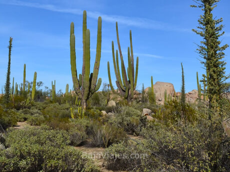 Baja California, México. Valle de Los Cirios.