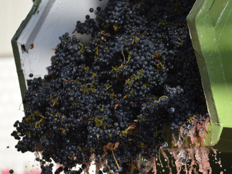 Descarga de uva durante la temporada de Vendimia, en la Casa Vinícola L. A. Cetto.