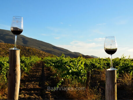 Degustación de Vinos en Casa de Doña Lupe, Ruta del Vino.