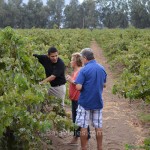 Recorrido entre viñedos en el Valle de Santo Tomás, la Antigua Ruta del Vino.