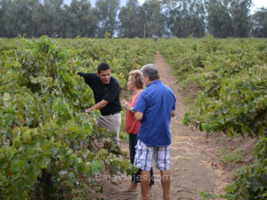 Recorrido entre viñedos en el Valle de Santo Tomás, la Antigua Ruta del Vino.