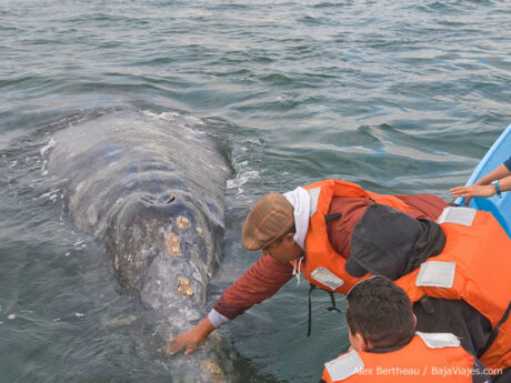 Contacto amistoso con ballena gris, en Laguna Ojo de Liebre, Guerrero Negro.