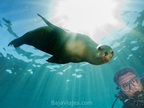 Snorkel con Lobos Marinos en Isla Espíritu Santo, La Paz, Baja California Sur.