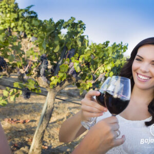 Tours a la Ruta del Vino desde Tijuana