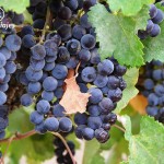 Racimos de uva en los viñedos, durante el tour a la Ruta del Vino, Baja California.