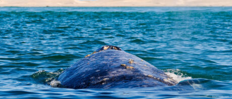 Avistamiento de ballenas en Baja California