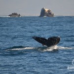 Avistamiento de Ballenas en Ensenada, Baja California