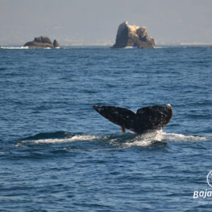 Viaje Peninsula De Baja California, 13 Días • BajaViajes.com