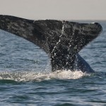Avistamiento de ballenas en Baja California