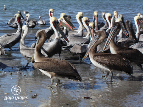 Avistamiento de aves en Guerrero Negro