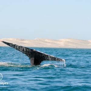 Avistamiento de Ballenas