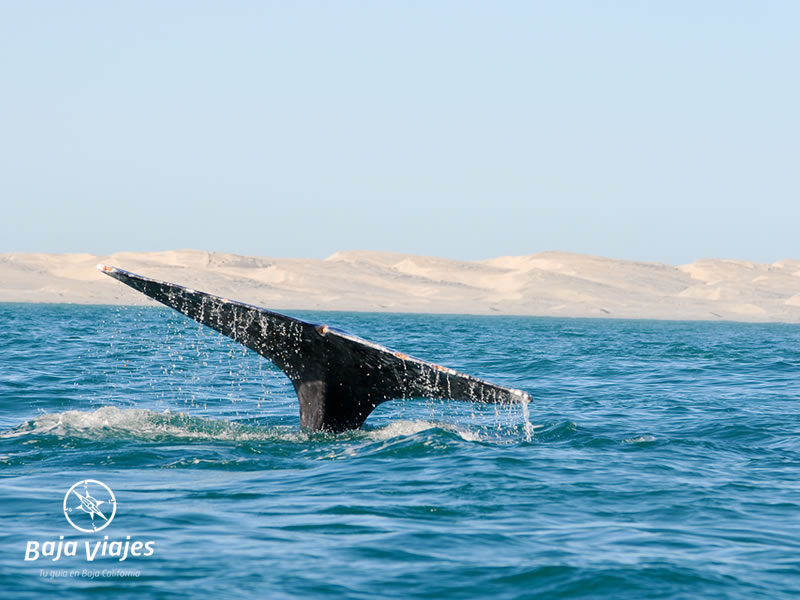 Avistamiento de ballenas en Baja California