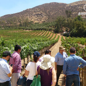 Tour entre viñedos en L.A. Cetto, en Valle de Guadalupe