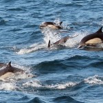 Delfines durante el paseo de avistamiento de Ballenas en Baja California