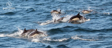 Delfines durante el paseo de avistamiento de Ballenas en Baja California