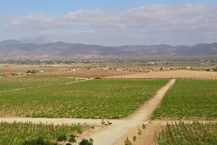 tour valle de guadalupe