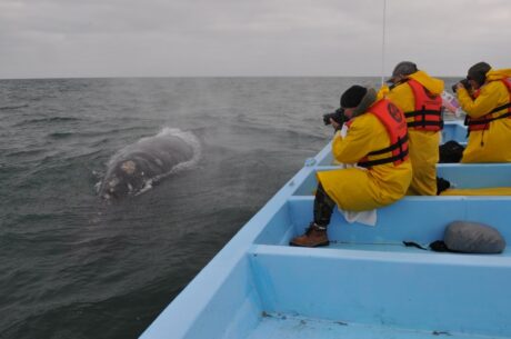 Safari Fotográfico de Avistamiento de Ballenas en Guerrero Negro. Fotografía: Julio Rodriguez.