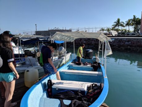 Paseo en lancha al avistamiento del tiburon ballena en La Paz, Baja California Sur