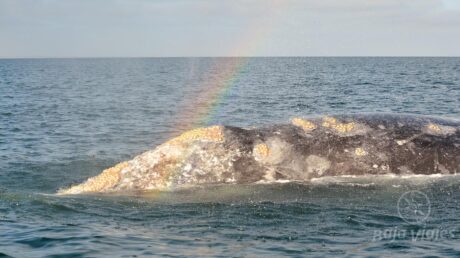 Avistamiento de ballenas en Baja California