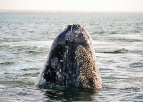 Avistamiento de una ballena gris asomando la cabeza, en Baja California