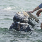Avistamiento de Ballenas en Guerrero Negro, Laguna Ojo de Liebre, Baja California Sur