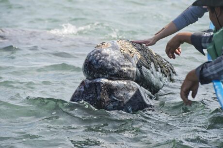 Avistamiento de Ballenas en Guerrero Negro, Laguna Ojo de Liebre, Baja California Sur