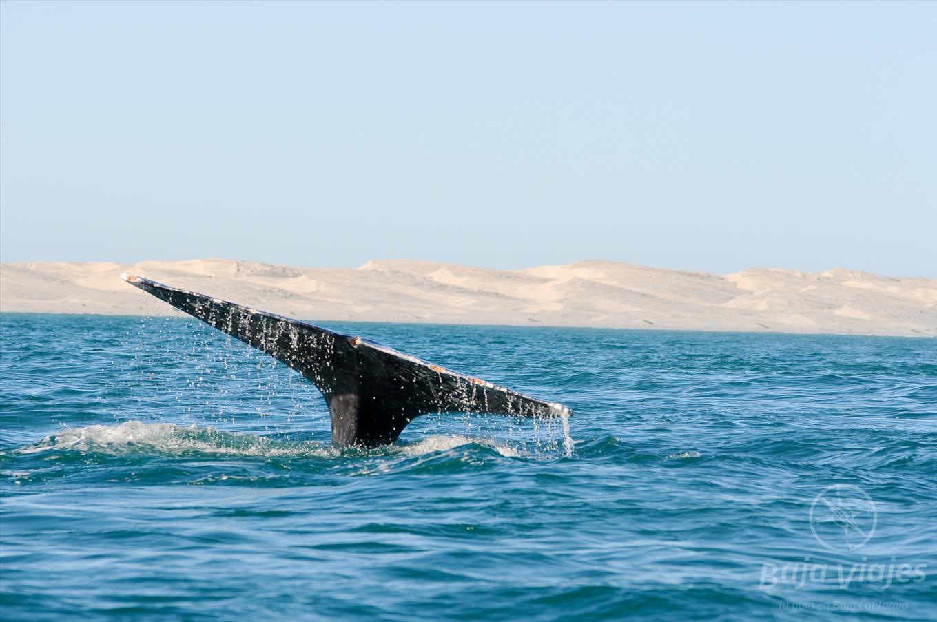 Avistamiento de Ballenas en Baja California