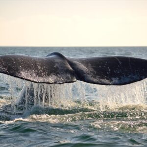 Tours en Guerrero Negro