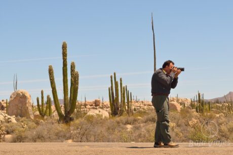 Tour en el Desierto del Valle de Los Cirios, Baja California