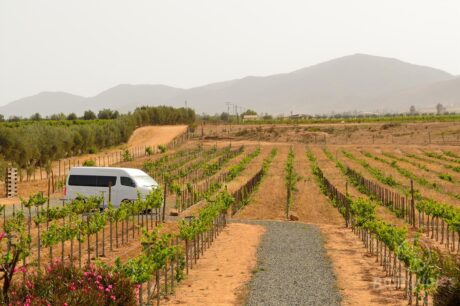 Tour a los Viñedos en Valle de Guadalupe