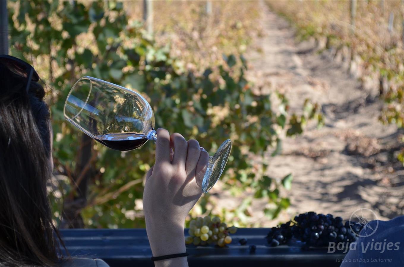 Viaje Ruta del Vino - 5 Días de Sensaciones Únicas • BajaViajes.com