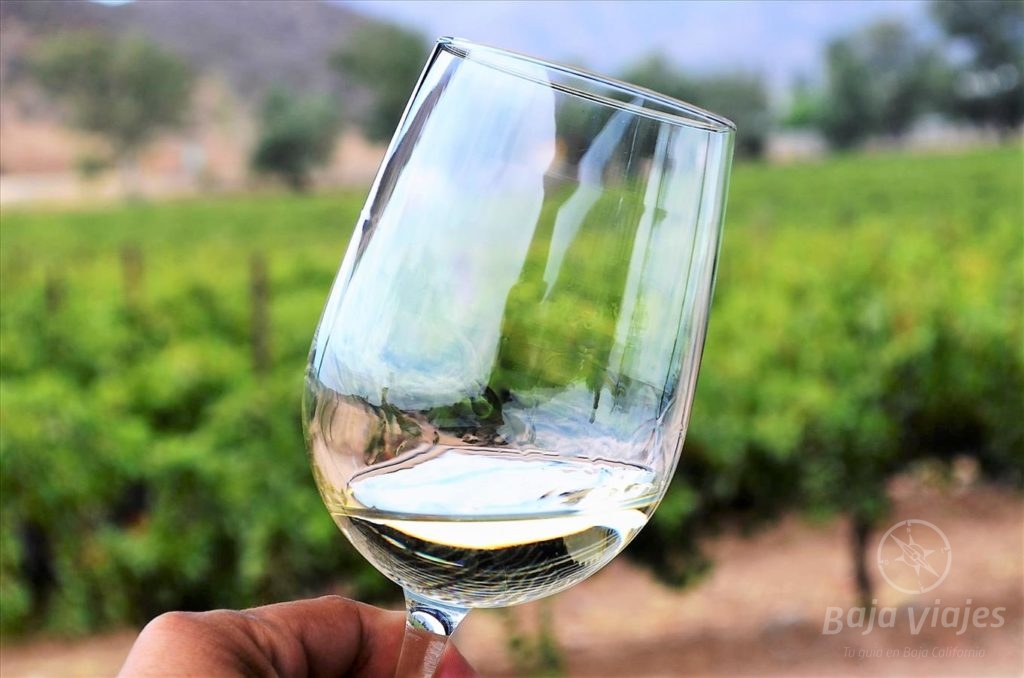 Tour a la Ruta del Vino desde Tijuana