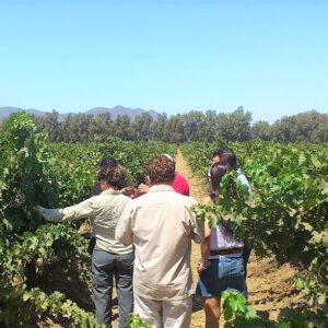 Tour a los Viñedos de Ensenada