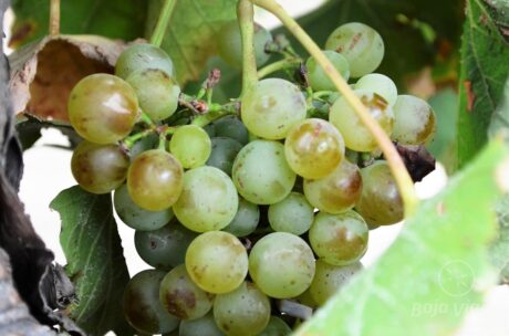 Racimos de Uva Durante el Tour a la Ruta del Vino